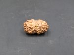 17 Mukhi Rudraksha