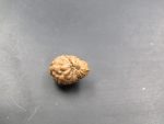 17 Mukhi Rudraksha