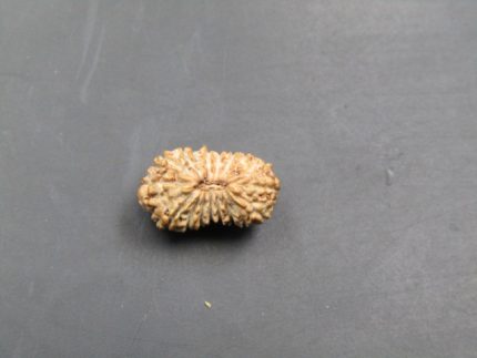 17 Mukhi Rudraksha