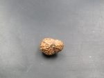 17 Mukhi Rudraksha