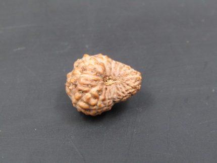 17 Mukhi Rudraksha