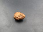17 Mukhi Rudraksha