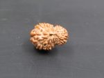 17 Mukhi Rudraksha