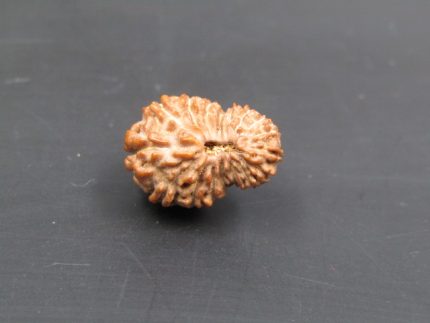 17 Mukhi Rudraksha