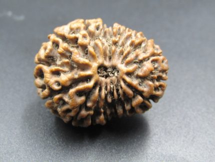 17 Mukhi Rudraksha