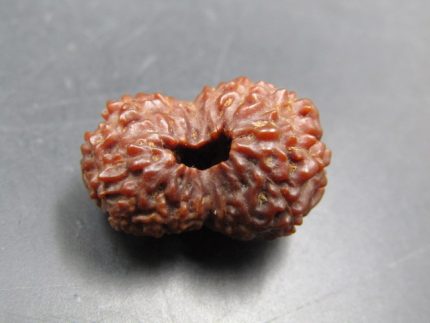 17 Mukhi Rudraksha