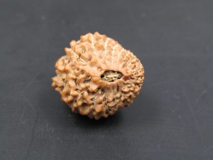 17 Mukhi Rudraksha