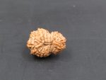 17 Mukhi Rudraksha
