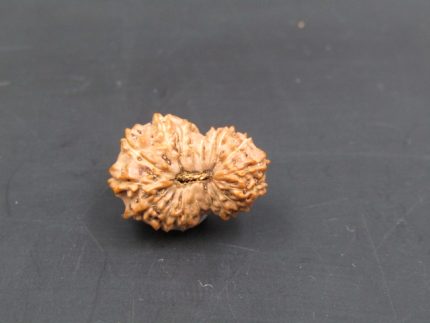17 Mukhi Rudraksha