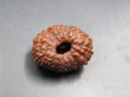 17 Mukhi Rudraksha
