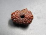 17 Mukhi Rudraksha