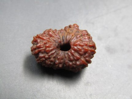 17 Mukhi Rudraksha
