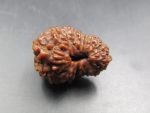 17 Mukhi Rudraksha