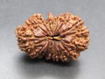 17 Mukhi Rudraksha
