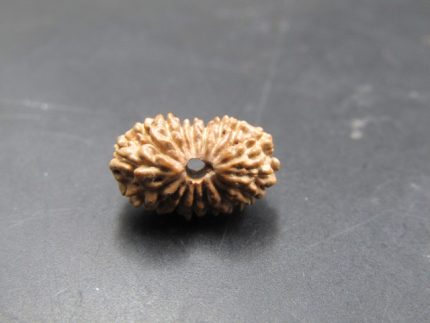 17 Mukhi Rudraksha
