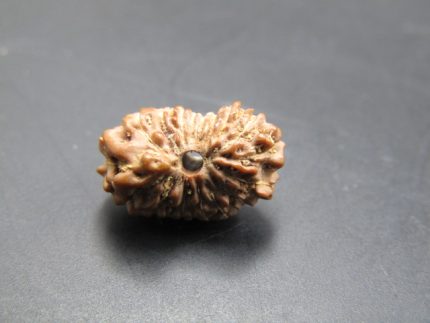 17 Mukhi Rudraksha