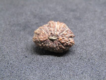 17 Mukhi Rudraksha