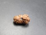 17 Mukhi Rudraksha