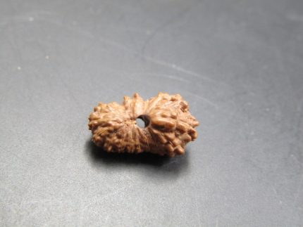 17 Mukhi Rudraksha