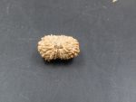 17 Mukhi Rudraksha