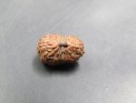 17 Mukhi Rudraksha