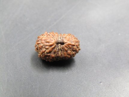 17 Mukhi Rudraksha