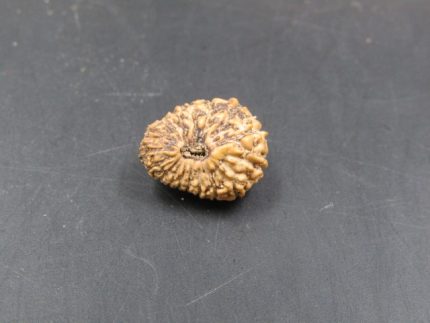 17 Mukhi Rudraksha
