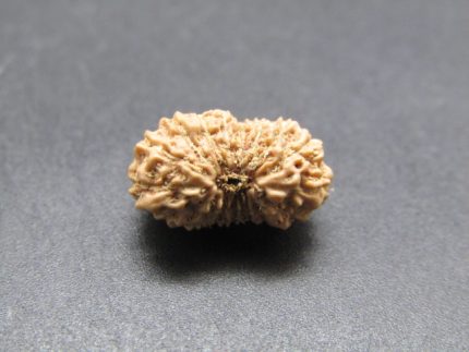 17 Mukhi Rudraksha