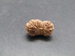 17 Mukhi Rudraksha