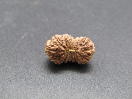 17 Mukhi Rudraksha