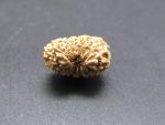 17 Mukhi Rudraksha