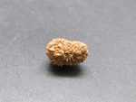 17 Mukhi Rudraksha