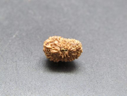 17 Mukhi Rudraksha