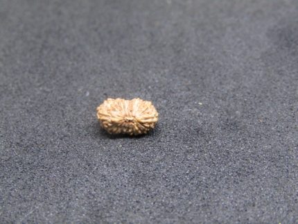 17 Mukhi Rudraksha