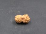 17 Mukhi Rudraksha