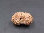 17 Mukhi Rudraksha