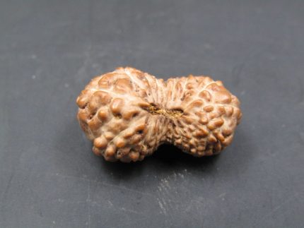 17 Mukhi Rudraksha