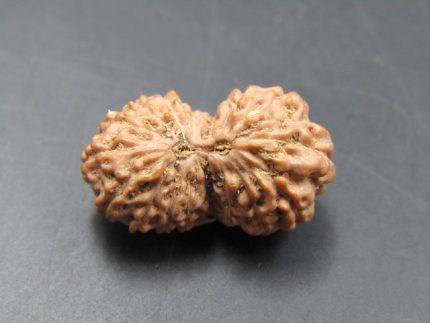 17 Mukhi Rudraksha
