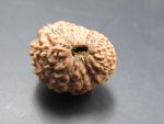 17 Mukhi Rudraksha