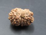 17 Mukhi Rudraksha