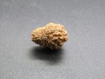 17 Mukhi Rudraksha