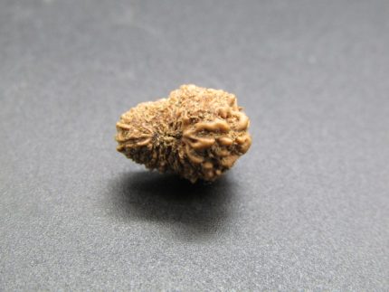 17 Mukhi Rudraksha