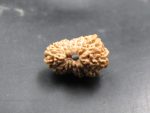 17 Mukhi Rudraksha