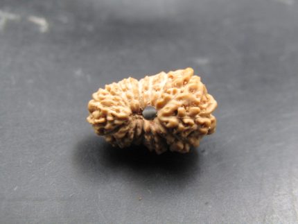 17 Mukhi Rudraksha