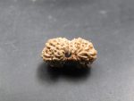 17 Mukhi Rudraksha