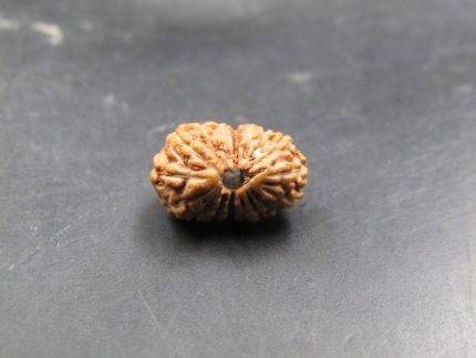 17 Mukhi Rudraksha