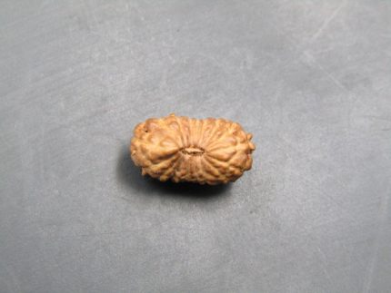 17 Mukhi Rudraksha