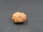 17 Mukhi Rudraksha