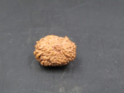 17 Mukhi Rudraksha