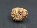 17 Mukhi Rudraksha
